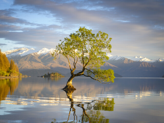 Lake Wanaka Tree in spring