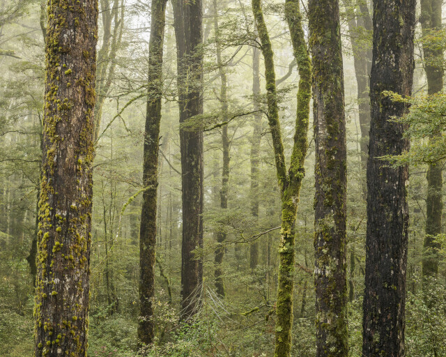 Beech Forest, West Coast