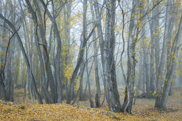 Cardrona Forest