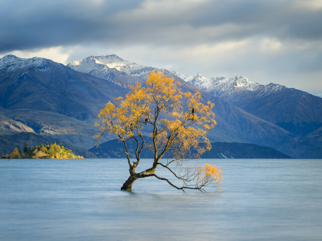 Lake Wanaka Tree in autumn, Lake Wanaka