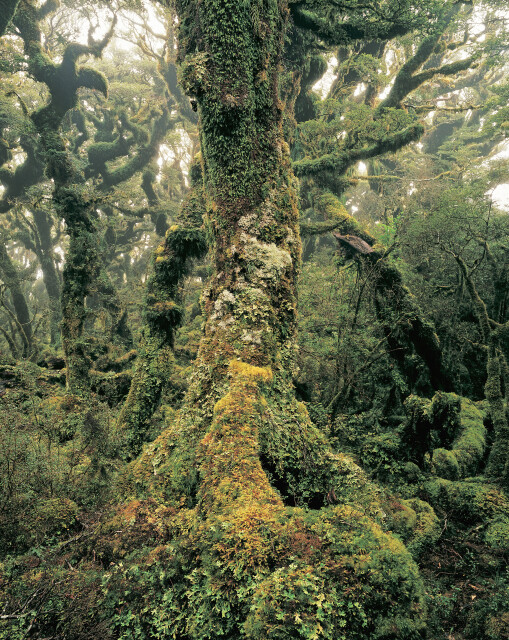 Tararua Forest