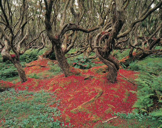 Sub-antarctic Rata Forest