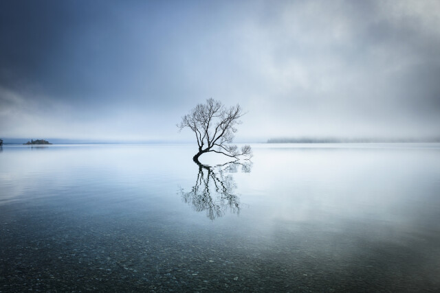 Lake Wanaka Tree