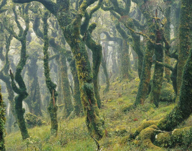 Cloud Forest, Tararua Forest Park.