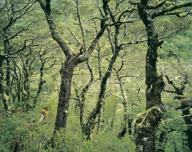 Beech Forest, Edwards Valley
