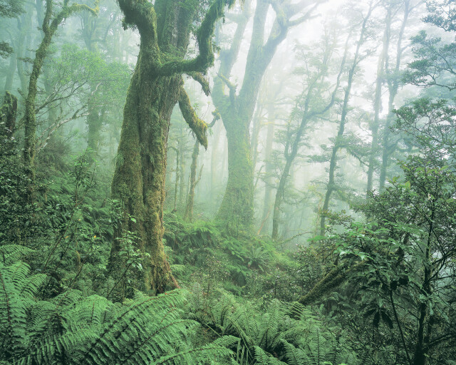 Rainforest, Fiordland