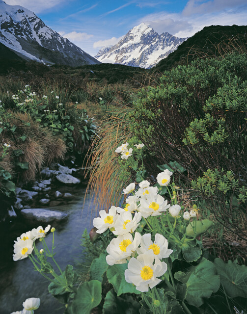 Mt Cook Buttercups