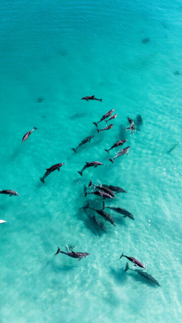 Sea of Serenity: Australia 