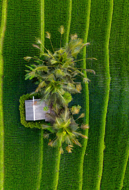Nestled in Green: Bali