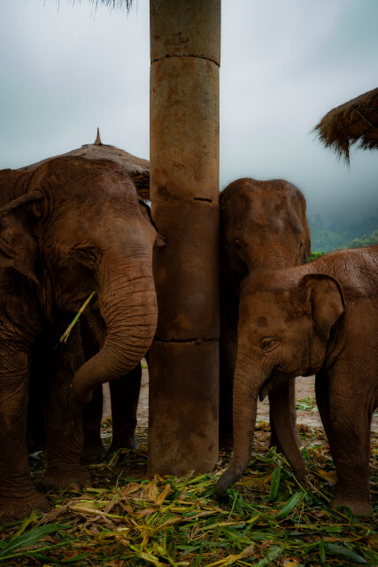 Trunk to Trunk: Thailand