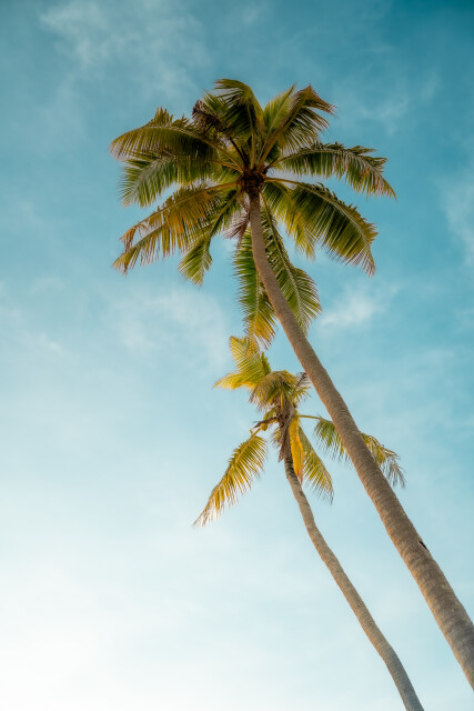 Paradise Palms: Philippines