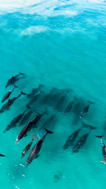 Pod of Dolphins: Australia 