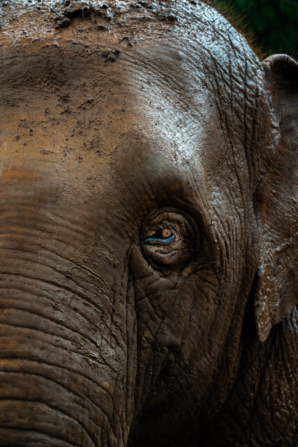 Watchful Giant: Thailand