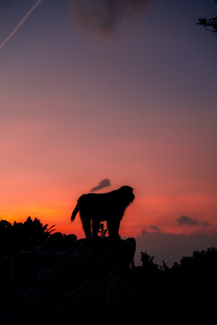 Guardian Monkey: Vietnam