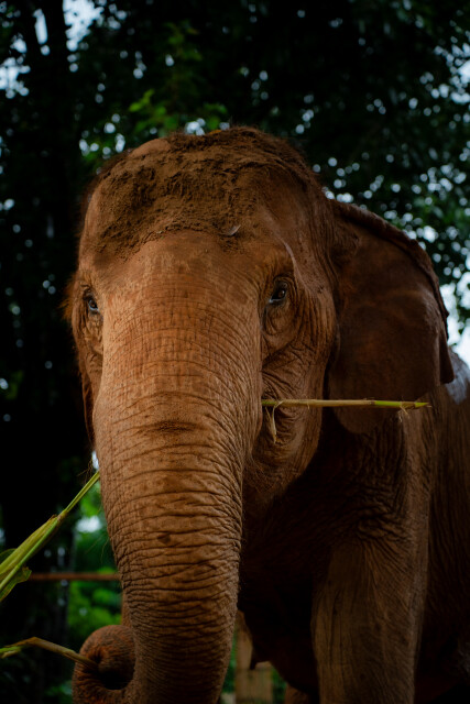 Forest Guardian: Thailand
