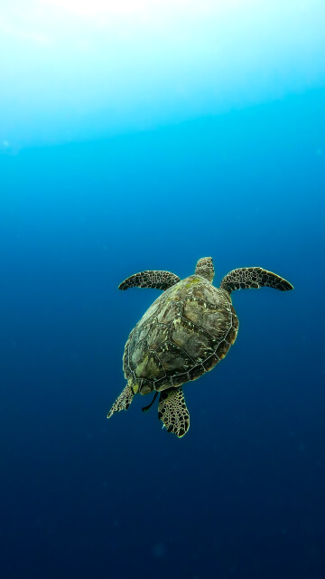 Into The Blue: Philippines