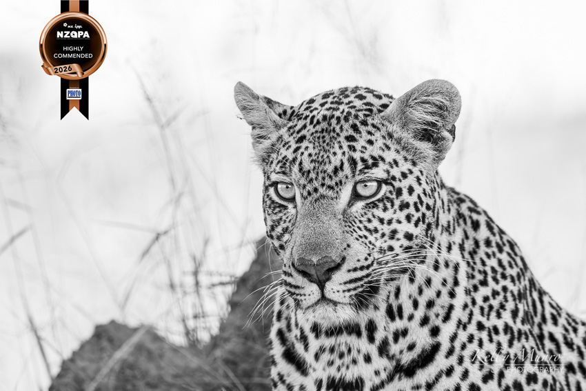 Leopard Portrait