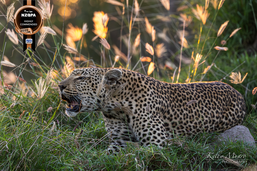 Leopard calling her cub