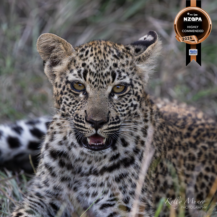 Leopard Cub