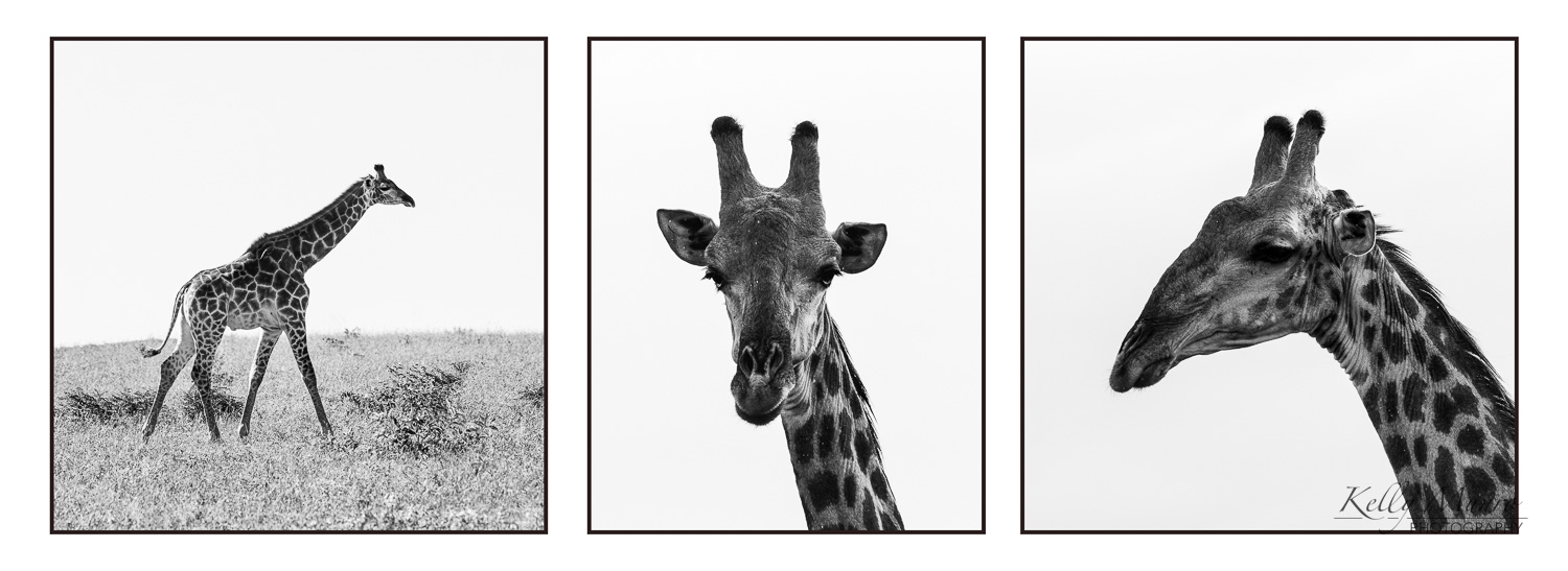 Southern Giraffe Triptych