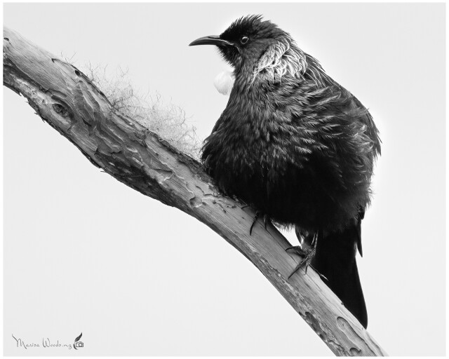 Monochrome Moments