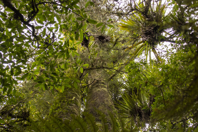 Canopy Light