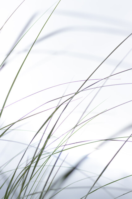 Whispering Grass