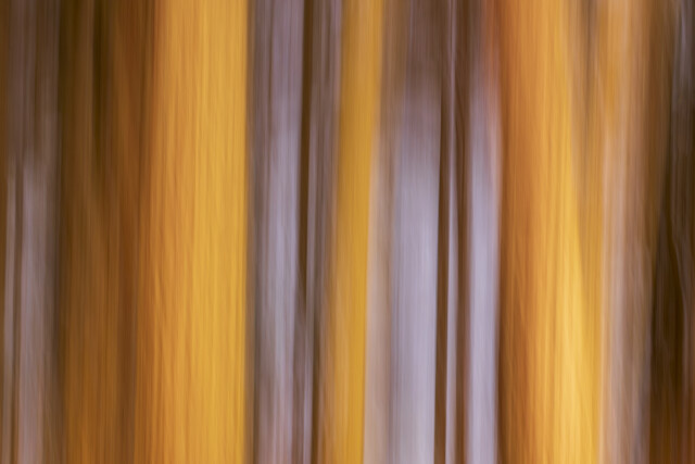 Woodland Shore 