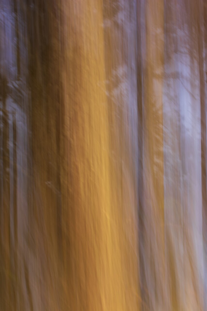 Through the Trees