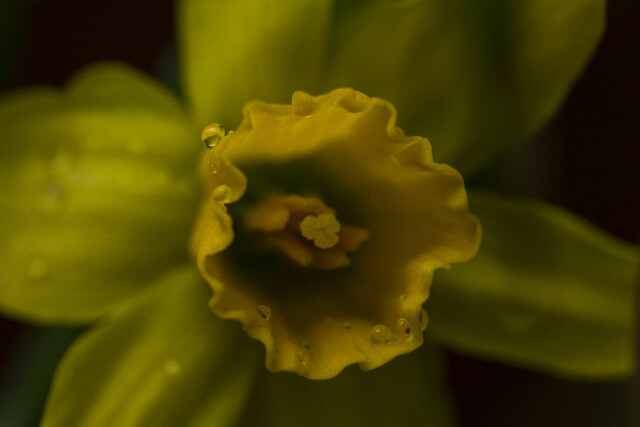 Jewels in Spring