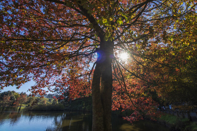 Still Waters, Turning Leaves