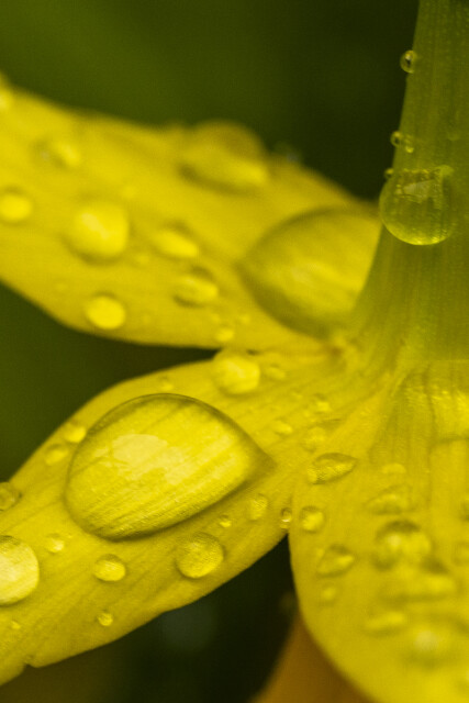 Into Spring