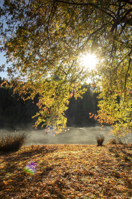 Autumn Light
