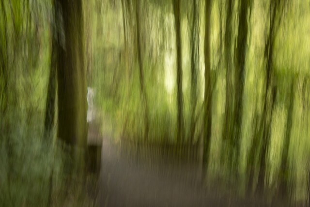 Into the Woods 03