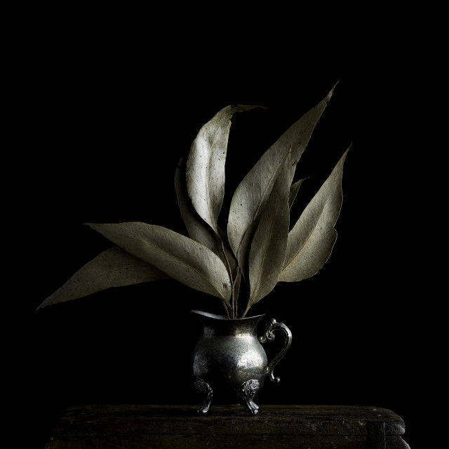 Eucalyptus 