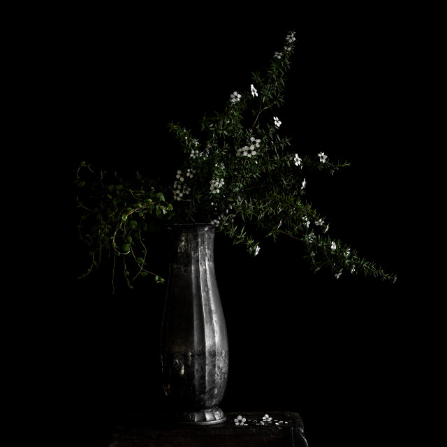 Silver Mānuka