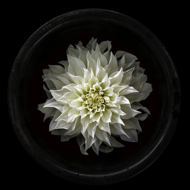 DAHLIA