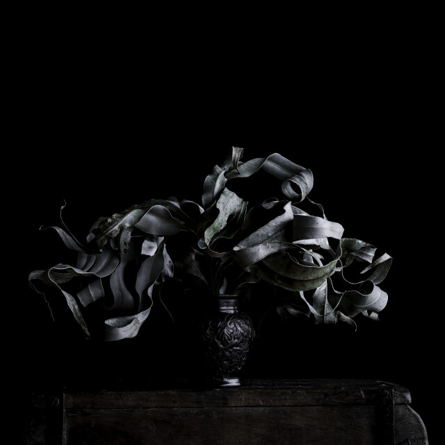 Foraged