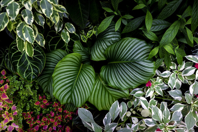 Botanical - 40 x 60 LARGE CANVAS