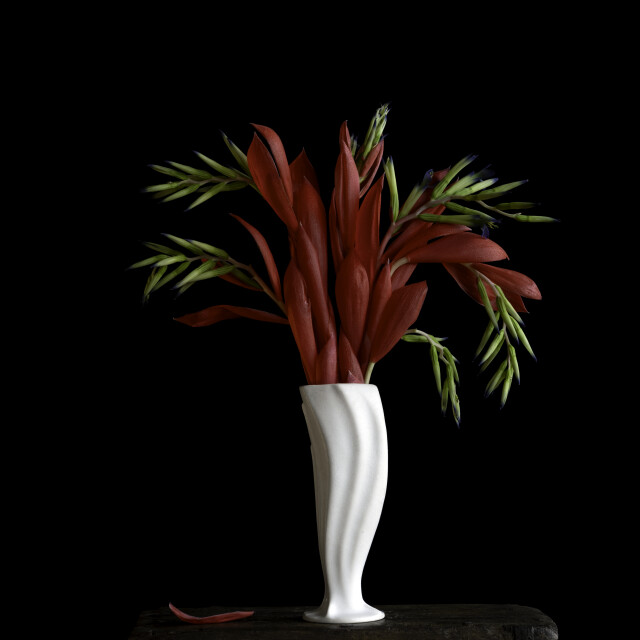 Billbergia 