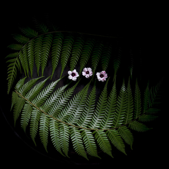 Mānuka Ponga
