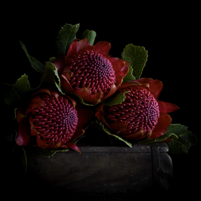 Waratah 