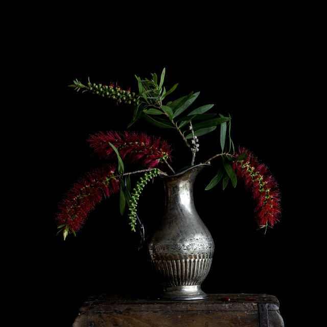 Callistemon