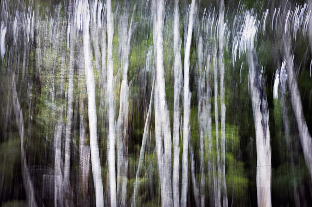Beech Trees