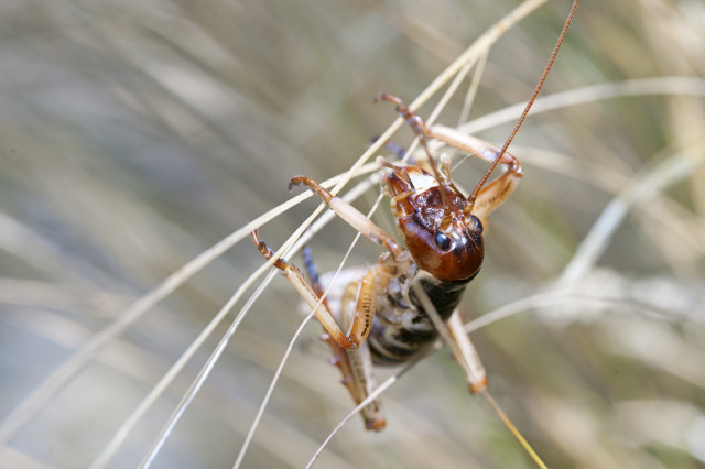 Tree Weta