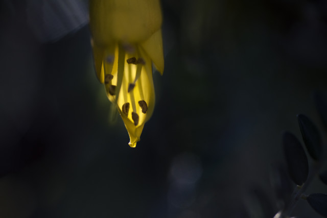 Kowhai 2