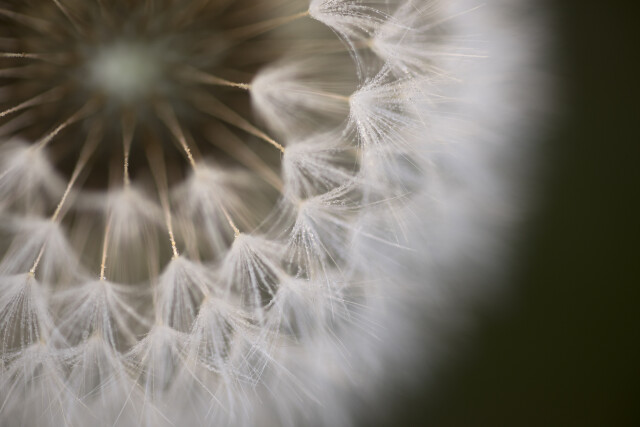 Dandelion