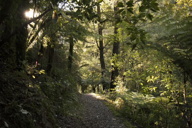Humphries Dam track