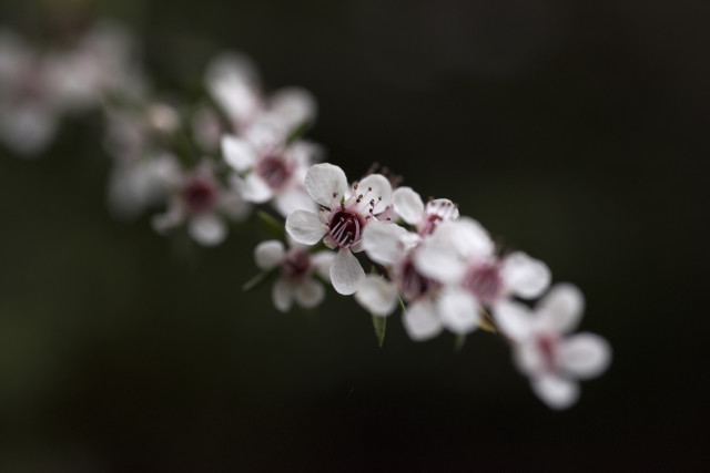 Manuka 3