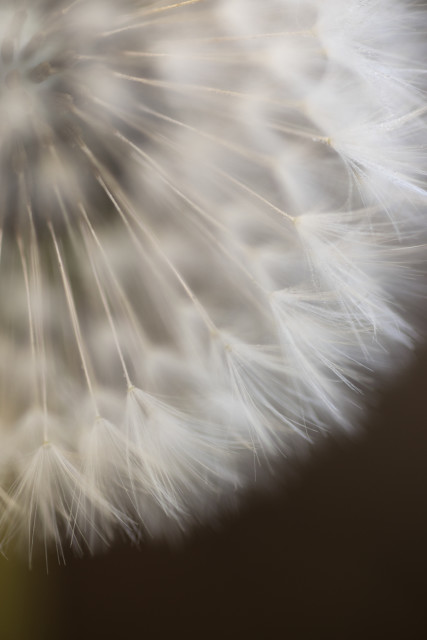 Dandelion2